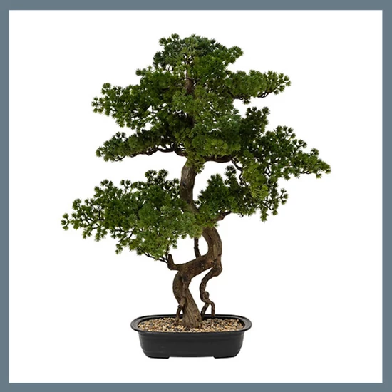 Bonsai fa kerámia edényben 206547