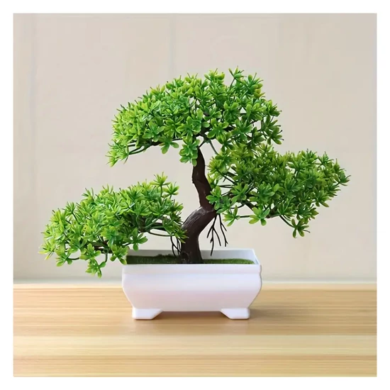 Mini bonsai fa PR610167
