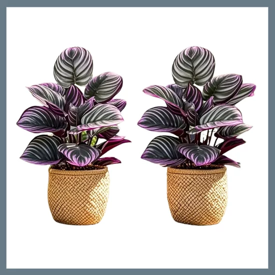 2 db Elegáns Lila és Zöld Levelű Műnövény – Nagyméretű Dekorációs Növény DN1254035